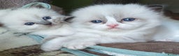 Ragdoll gatti in vendita: Cuccioli Ragdoll a Provincia di Bergamo - Annuncio 17