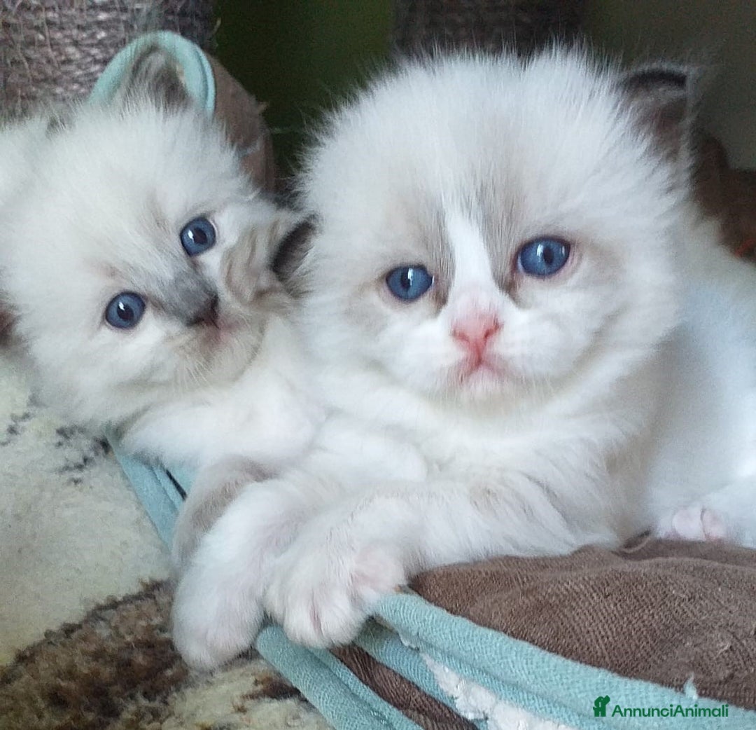 Ragdoll gatti in vendita: Cuccioli Ragdoll a Provincia di Bergamo - Immagine 17