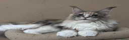 Maine Coon gatti in vendita: Cuccioli Maine Coon - Annuncio 10