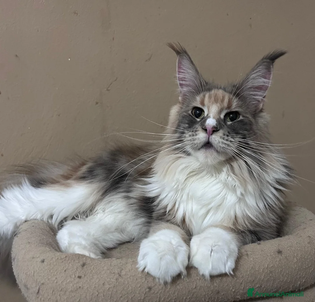 Maine Coon gatti in vendita: Cuccioli Maine Coon - Annuncio 10