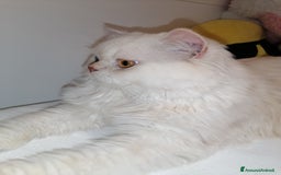 Scottish gatti per accoppiamento: Accoppiamento a Provincia di Reggio Emilia - Immagine 1