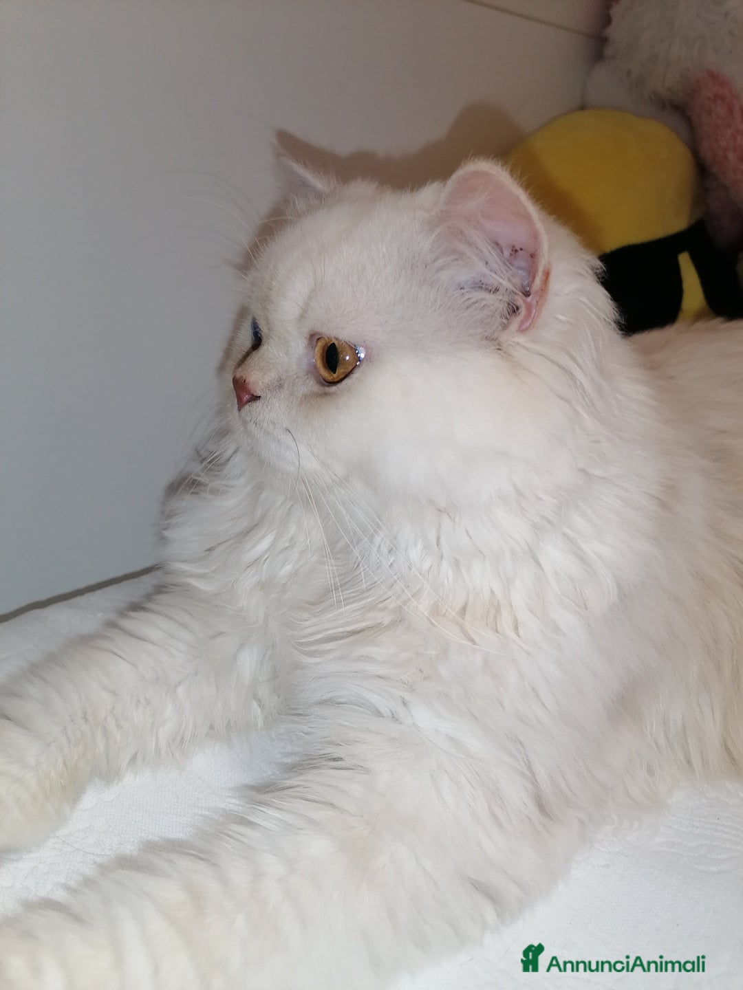 Scottish gatti per accoppiamento: Accoppiamento a Provincia di Reggio Emilia - Immagine 1