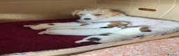 Jack Russell cani in vendita: Cuccioli Jack Russel Terrier Alta genealogia  - Annuncio 1
