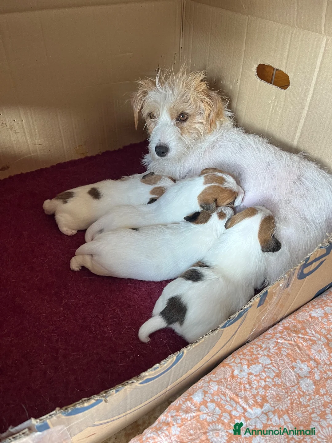 Jack Russell cani in vendita: Cuccioli Jack Russel Terrier Alta genealogia  - Annuncio 1