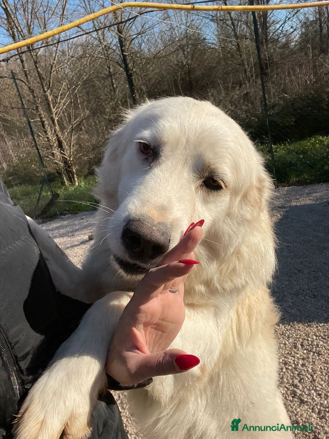 Meticcio cani in regalo: SPLENDIDO CUCCIOLONE BIANCO - Annuncio 4