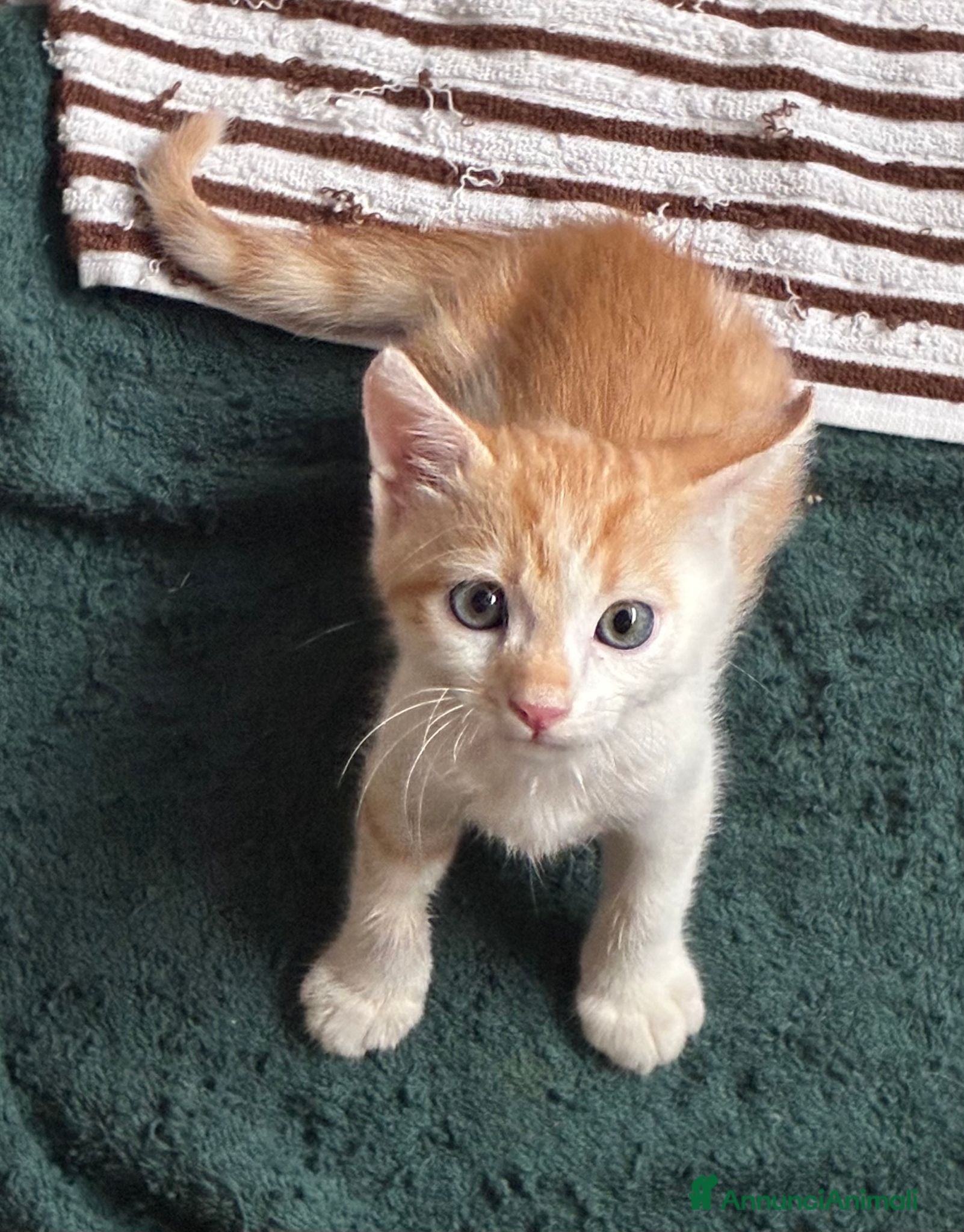 Meticcio gatti Regalo bellissimo gattino - Annuncio 3