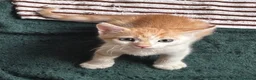 Meticcio gatti in vendita: Regalo bellissimo gattino - Annuncio 1