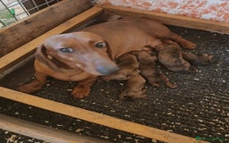 Bassotto cani in vendita: BASSOTTI TEDESCHI PELO CORTO  a Provincia di Mantova - Immagine 2