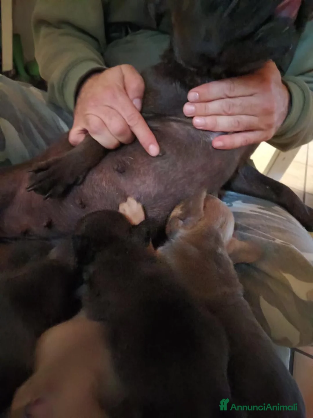 Bulldog Francese cani in vendita: Bulldog francese esotico  - Annuncio 8