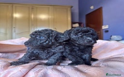 Barboncino cani in vendita: Barboncini toy e nano a Città metropolitana di Roma Capitale - Immagine 2