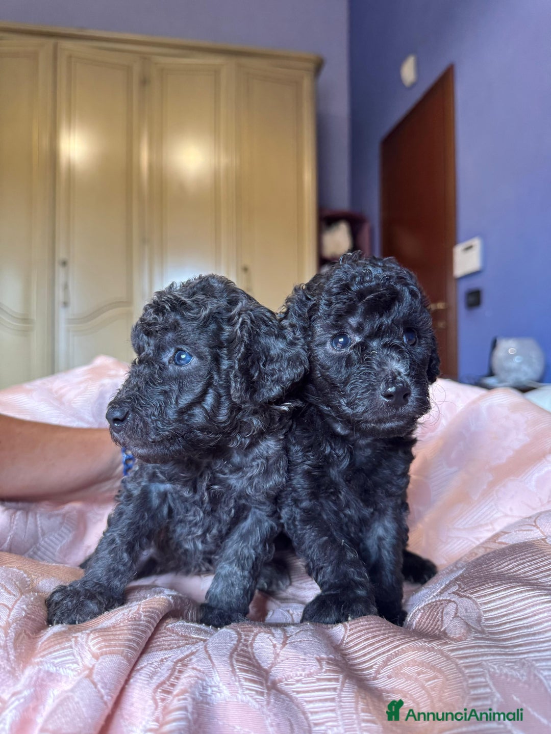 Barboncino cani in vendita: Barboncini toy e nano a Città metropolitana di Roma Capitale - Immagine 2