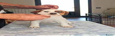 Jack Russell 4