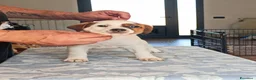 Jack Russell cani in vendita: Cucciolata jack Russell terrier con pedigree  - Annuncio 12