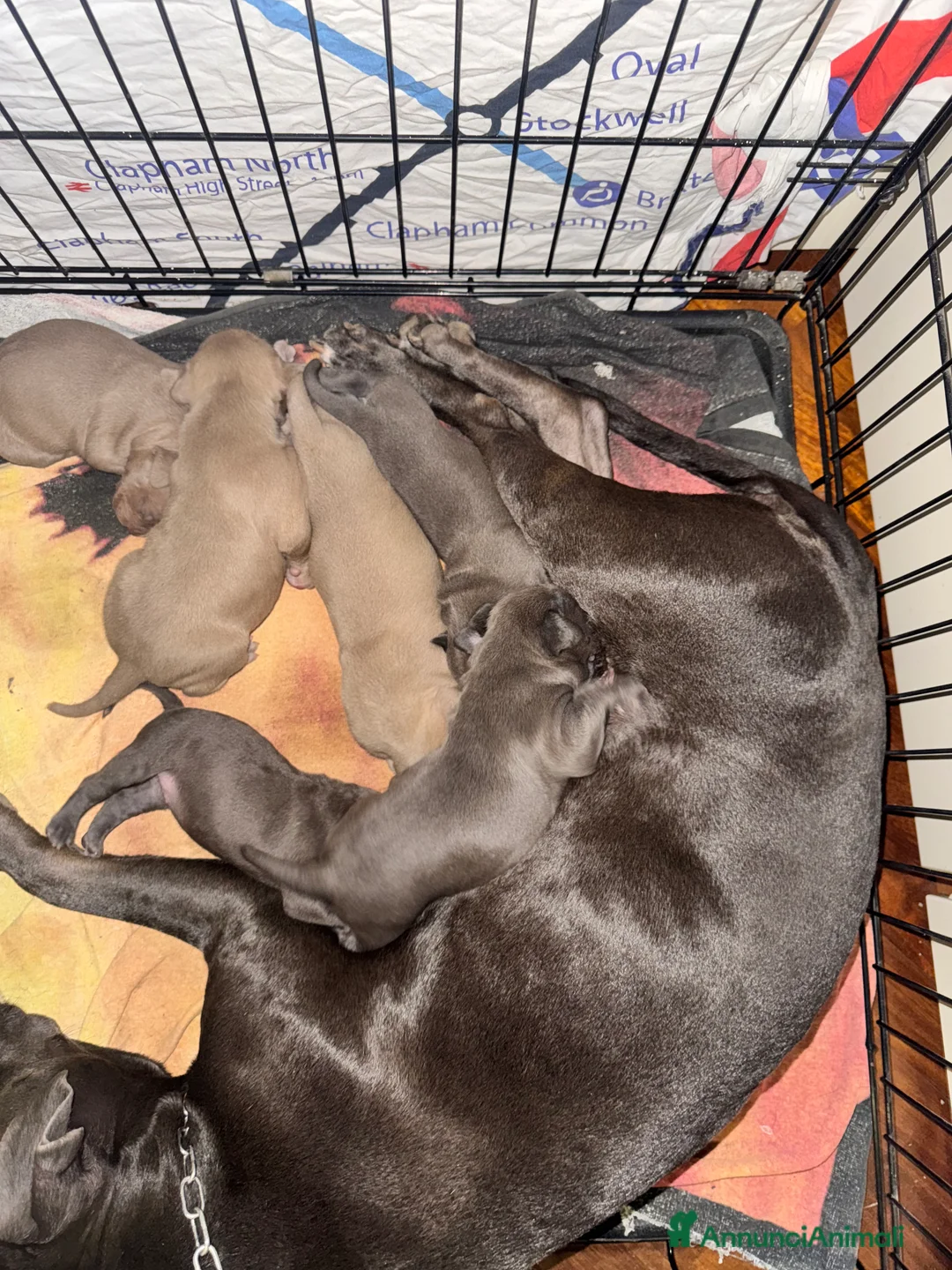 Pitbull cani in vendita: American Pitbull Terrier - Annuncio 8