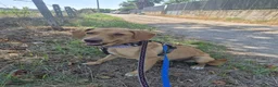 Meticcio cani in regalo: Flocky: 2 anni, taglia contenuta, socievole  - Annuncio 3