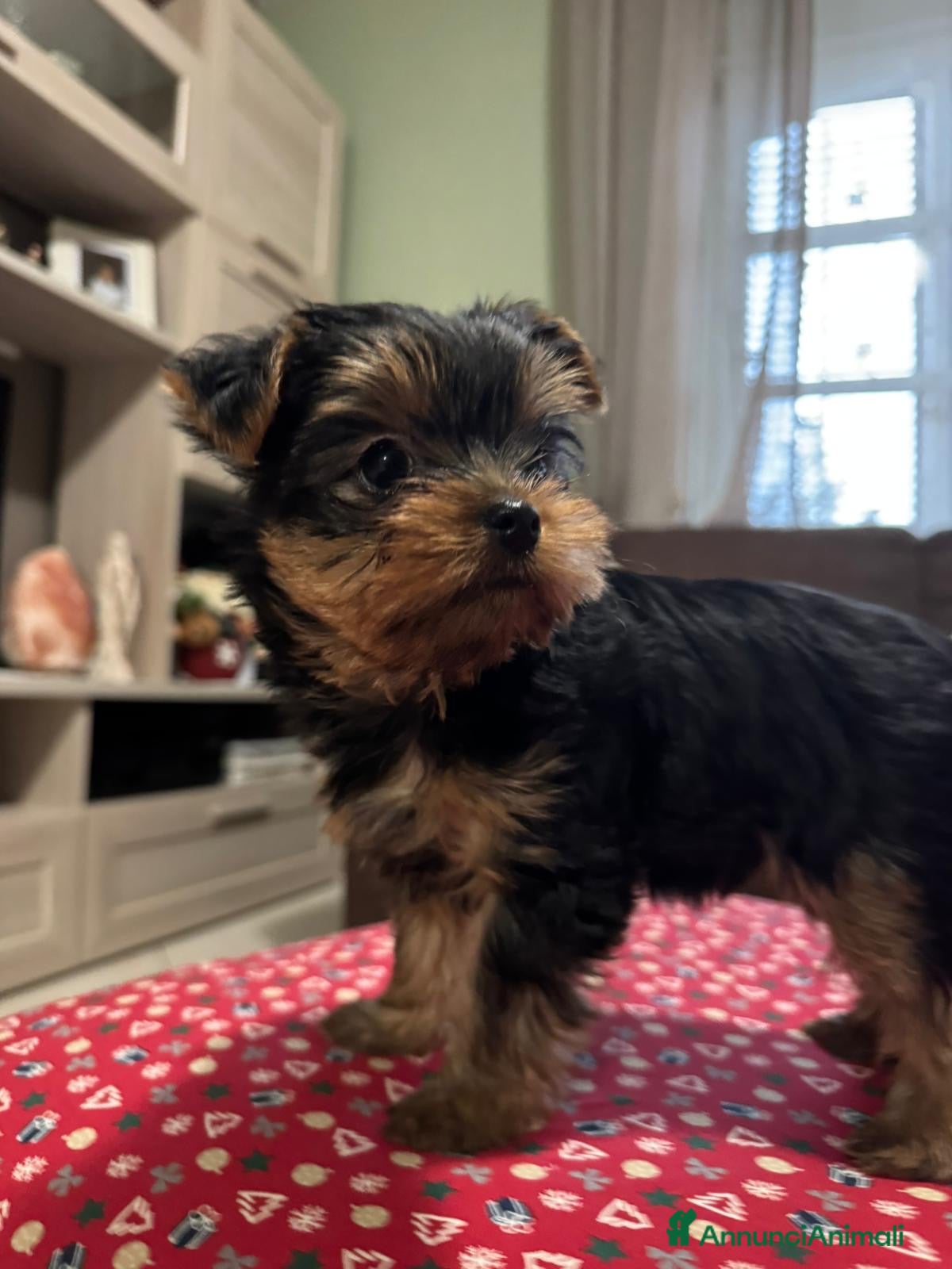 Yorkshire cani Yorkshire con pedigree  - Annuncio 1