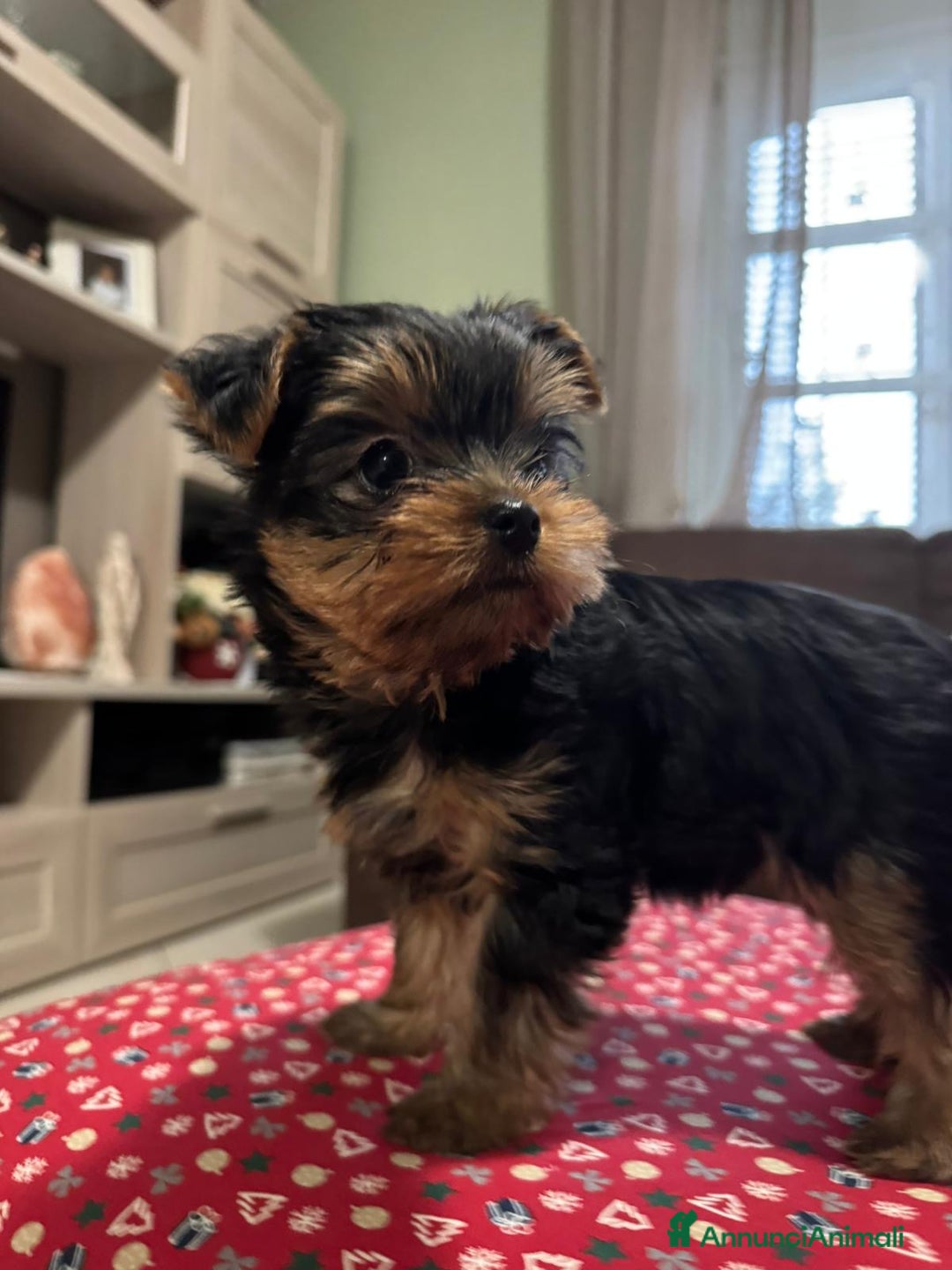 Yorkshire cani in vendita: Yorkshire con pedigree  - Annuncio 1