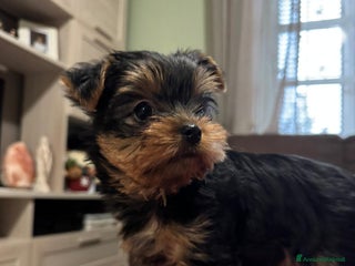 Yorkshire cani Yorkshire con pedigree - Annuncio 1