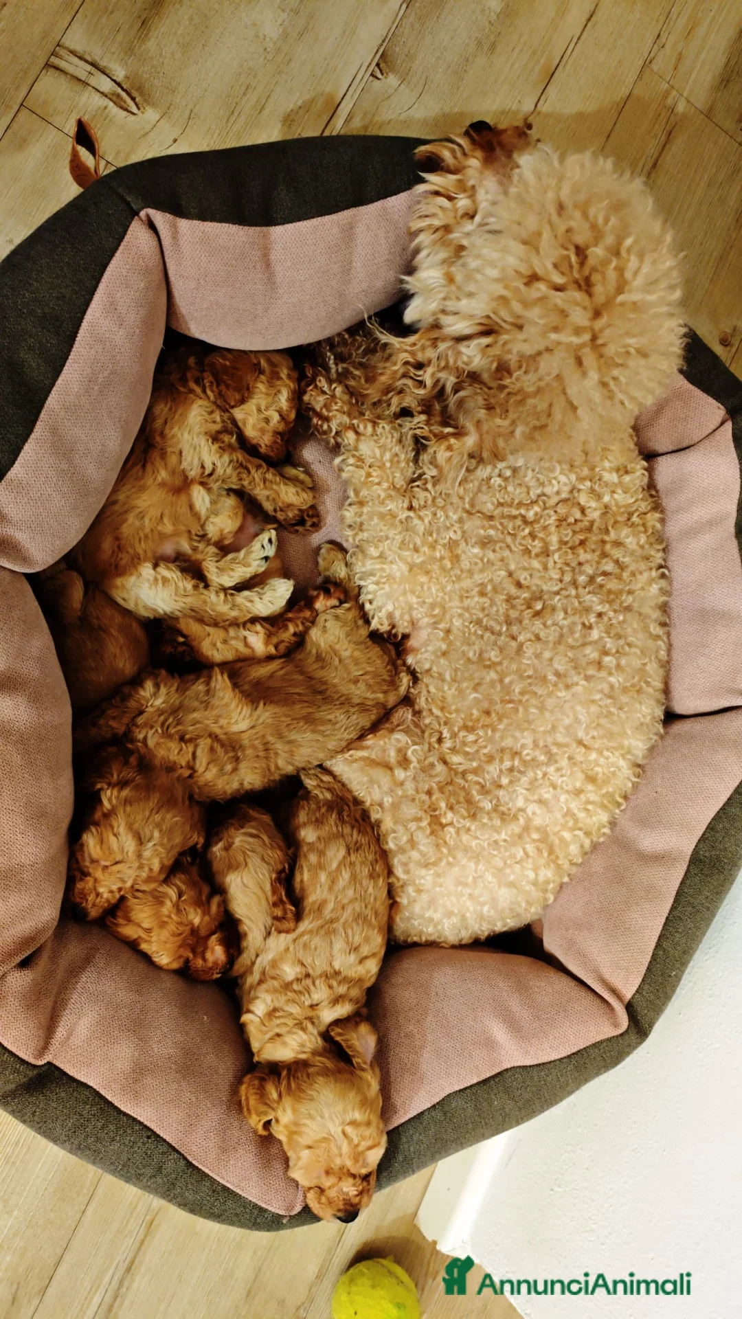 Barboncino cani in vendita: Cucciolata casalinga  - Annuncio 8