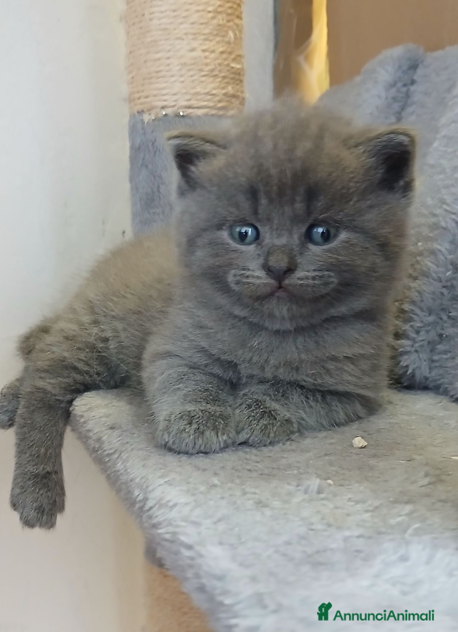 Scottish gatti cuccioli scottish fold e straight  - Annuncio 11