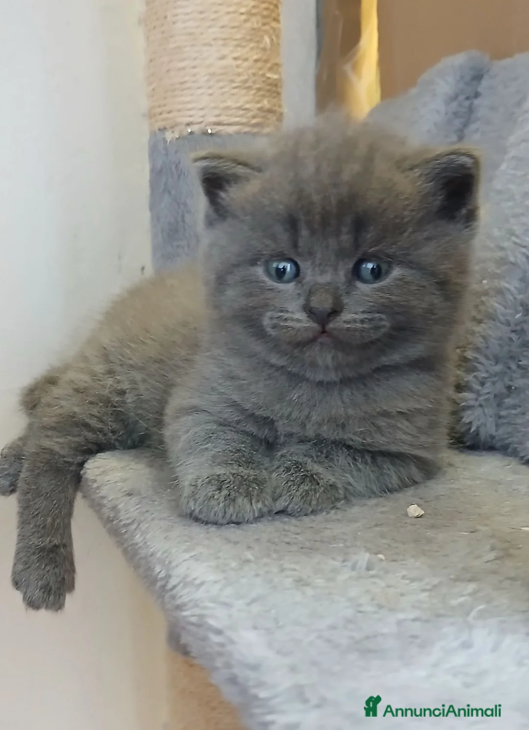 Scottish gatti in vendita: cuccioli scottish fold e straight  - Annuncio 2