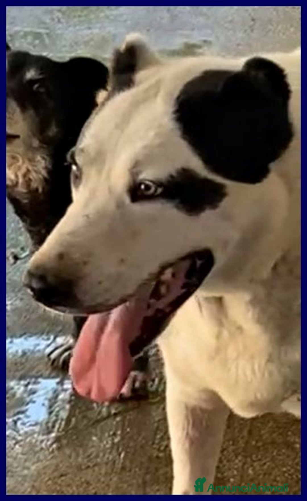 Meticcio cani in regalo: HOMER dolcissimo nonostante tutto - Annuncio 4