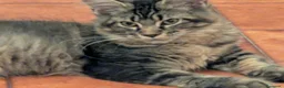 Maine Coon gatti in vendita: Maine Coon - Annuncio 13