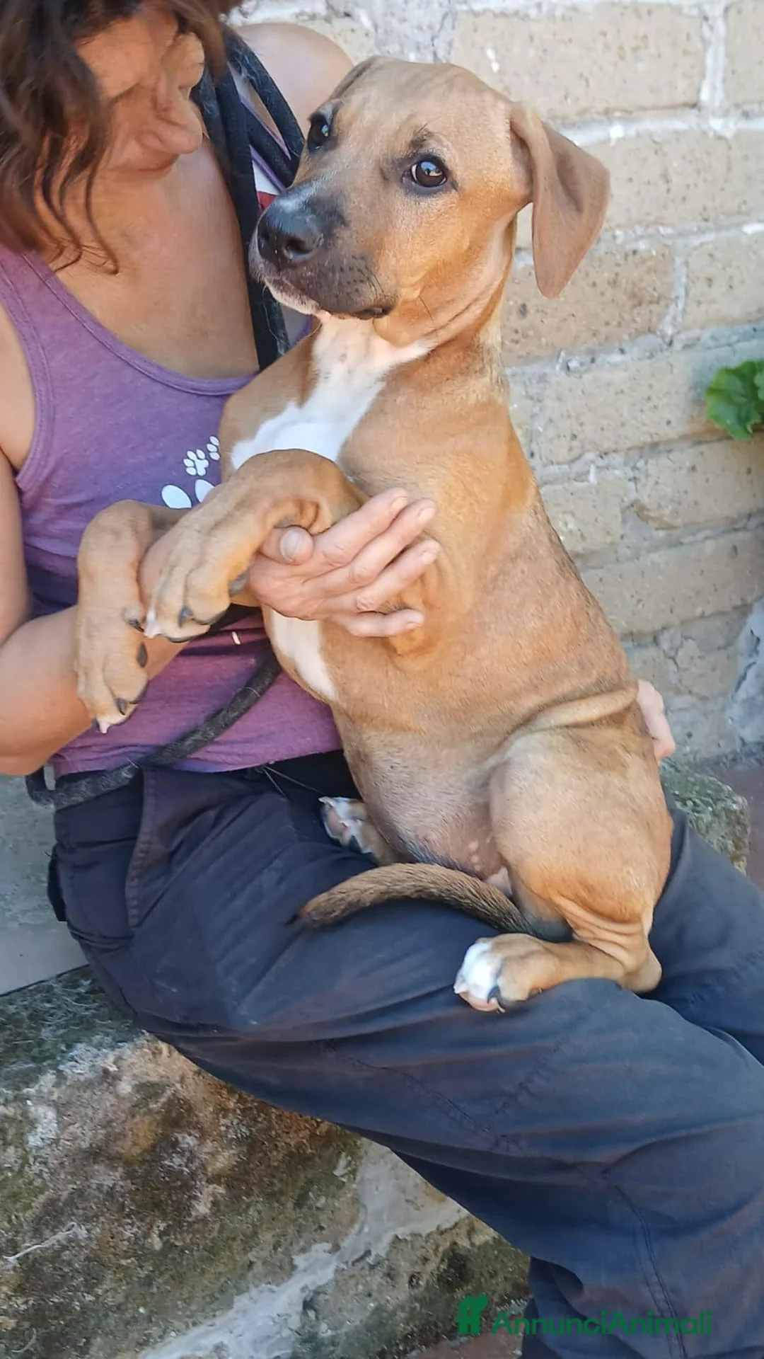 Meticcio cani in regalo: LA DOLCISSIMA VANESSA CERCA LA SUA CASA  - Annuncio 2