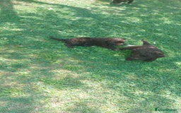 Lagotto cani in vendita: Lagotto romagnolo  a Provincia dell'Aquila - Immagine 4