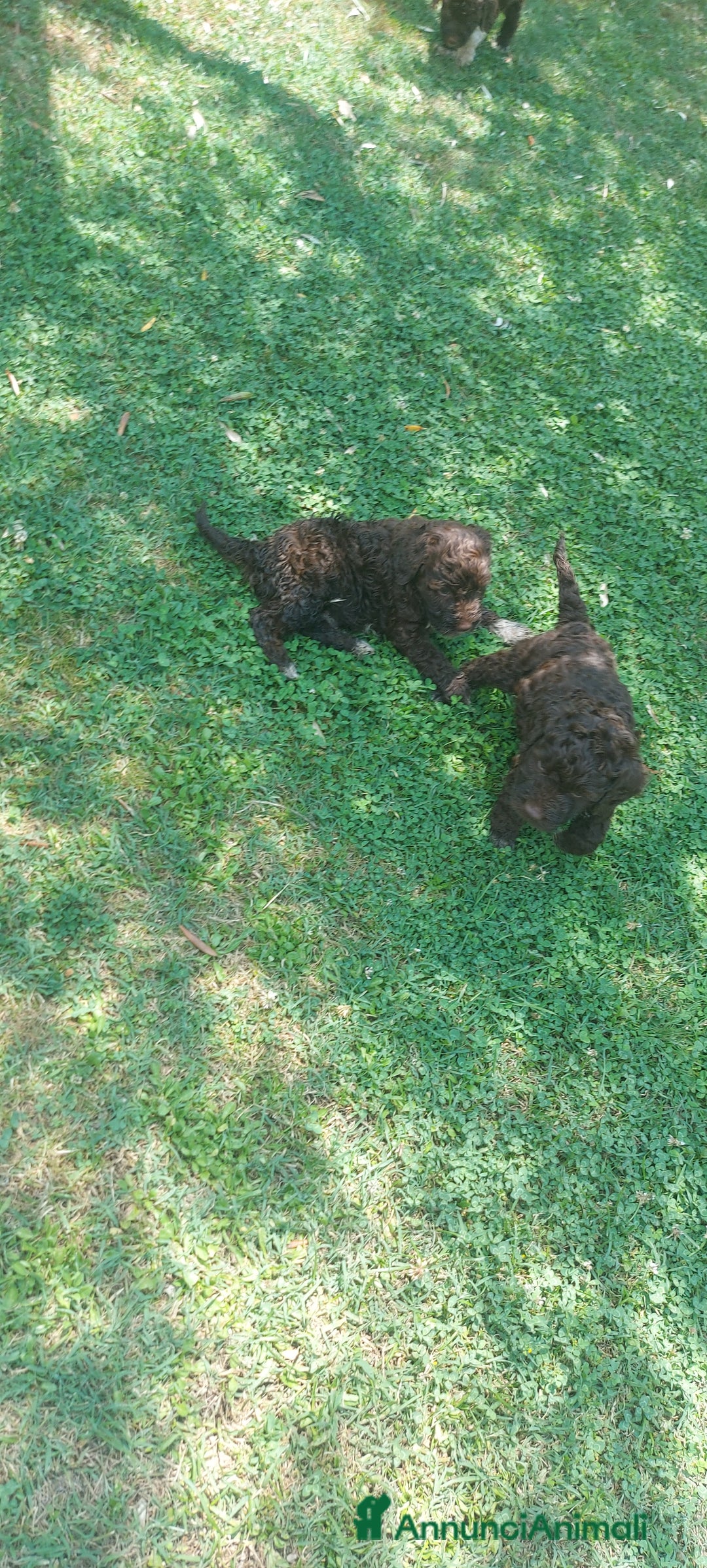 Lagotto cani in vendita: Lagotto romagnolo  a Provincia dell'Aquila - Immagine 4