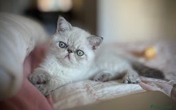 Exotic Shorthair gatti in vendita: CUCCIOLO EXOTIC Blu TabbyPoint-PREZZO INTERESSANTE a Provincia di Verona - Immagine 13
