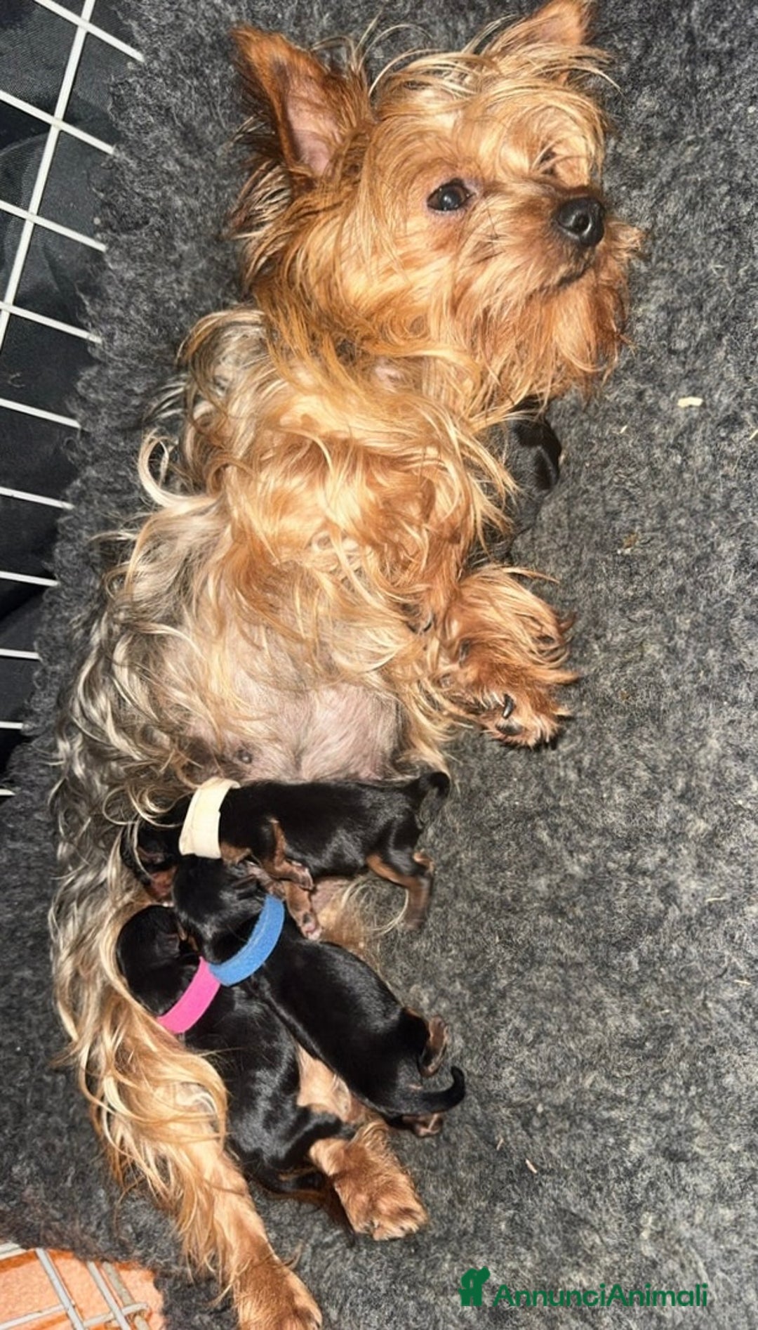 Yorkshire cani in vendita: Cuccioli di Yorkshire Terrier - Annuncio 2