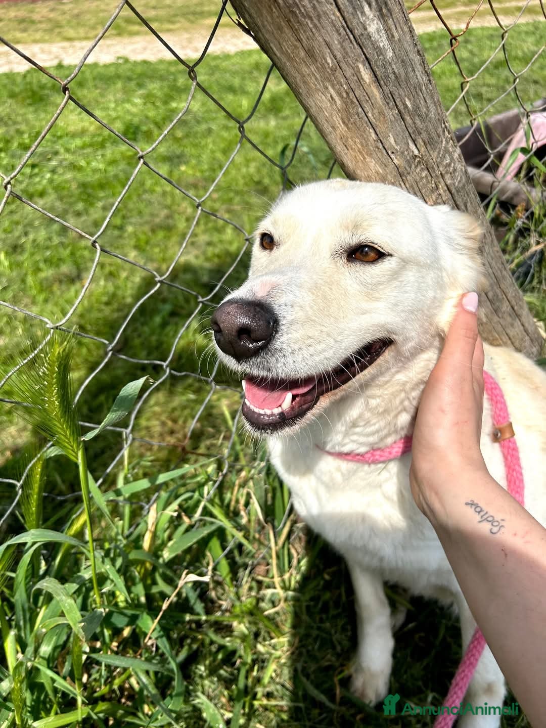 Meticcio cani in regalo: Mafalda, meravigliosa mini labradorina a Provincia di Latina - Immagine 5