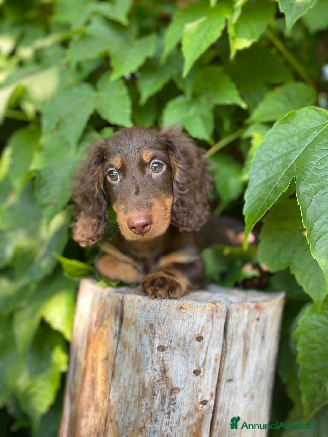 Bassotto cani in vendita: 🌟Splendidi cuccioli di bassotto a pelo lungo🌟 a Città metropolitana di Milano - Immagine 8