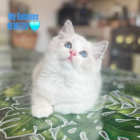 Ragdoll gatti - Annuncio 4