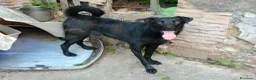 Meticcio cani in regalo: LOLLO - Annuncio 7
