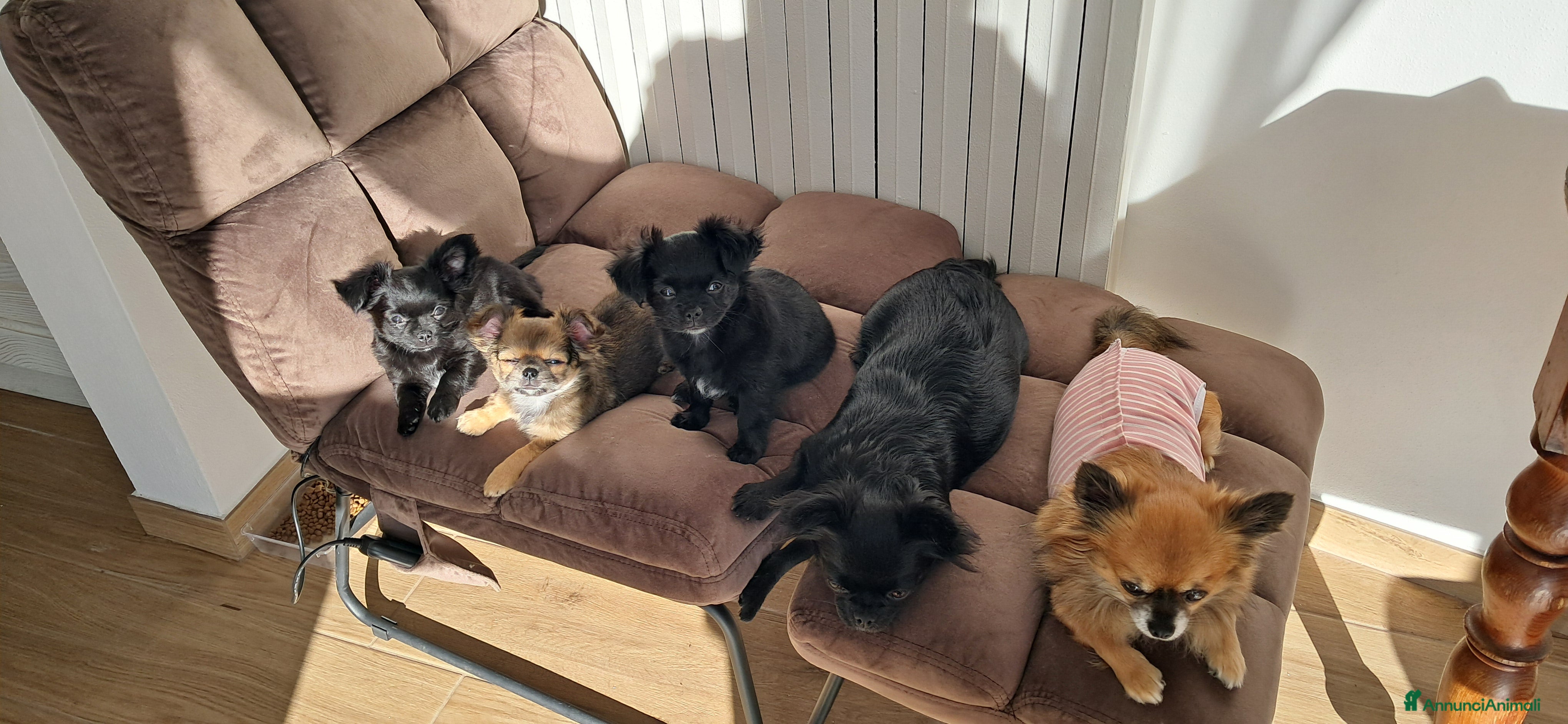 Chihuahua cani Cuccioli chihuahua pelo lungo - Annuncio 6