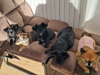 Chihuahua cani Cuccioli chihuahua pelo lungo - Annuncio 10