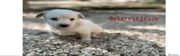 Meticcio cani in regalo: KINDER DUPLO MENTINA E NOCCIOLINA a Città metropolitana di Roma Capitale - Annuncio 15