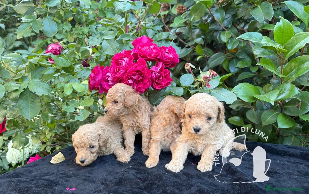 Barboncino Toy cani in vendita: Barboncino Toy – TreQuartidiLuna - Annuncio 1