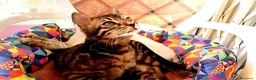 Bengala gatti in vendita: Splendido Bengala maschietto  - Annuncio 4