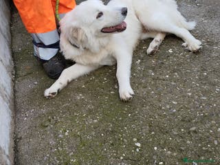 Pastore Maremmano cani Meraviglioso White! a Provincia di Viterbo - Annuncio 5
