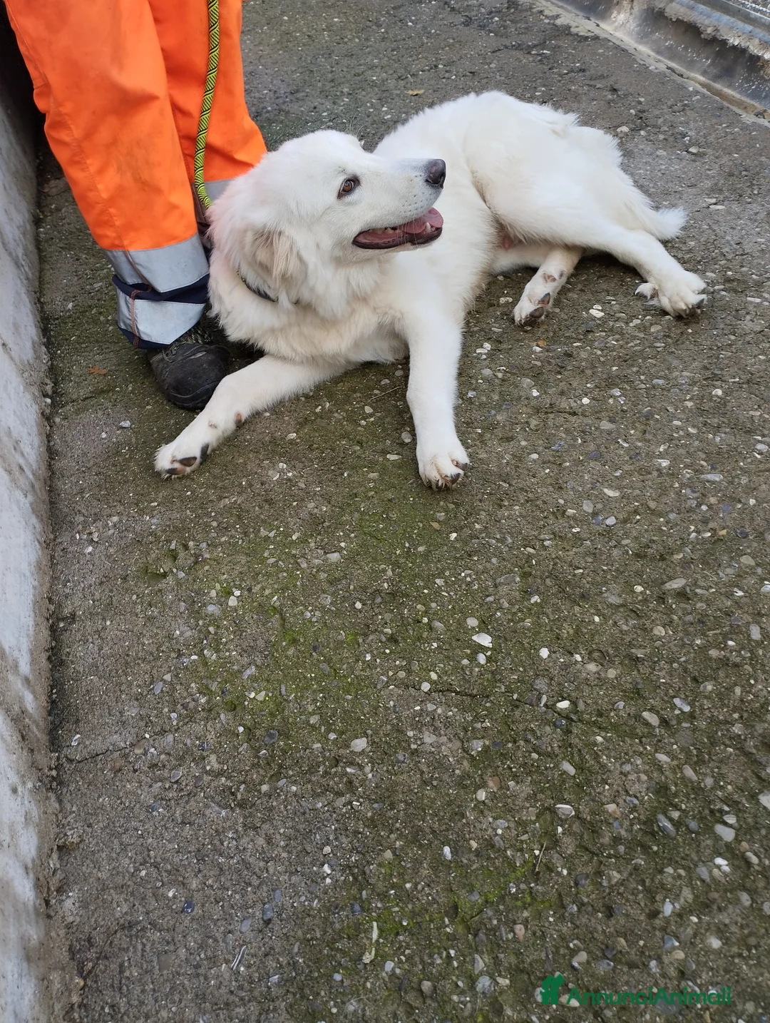 Pastore Maremmano cani in regalo: Meraviglioso White! a Provincia di Viterbo - Annuncio 1