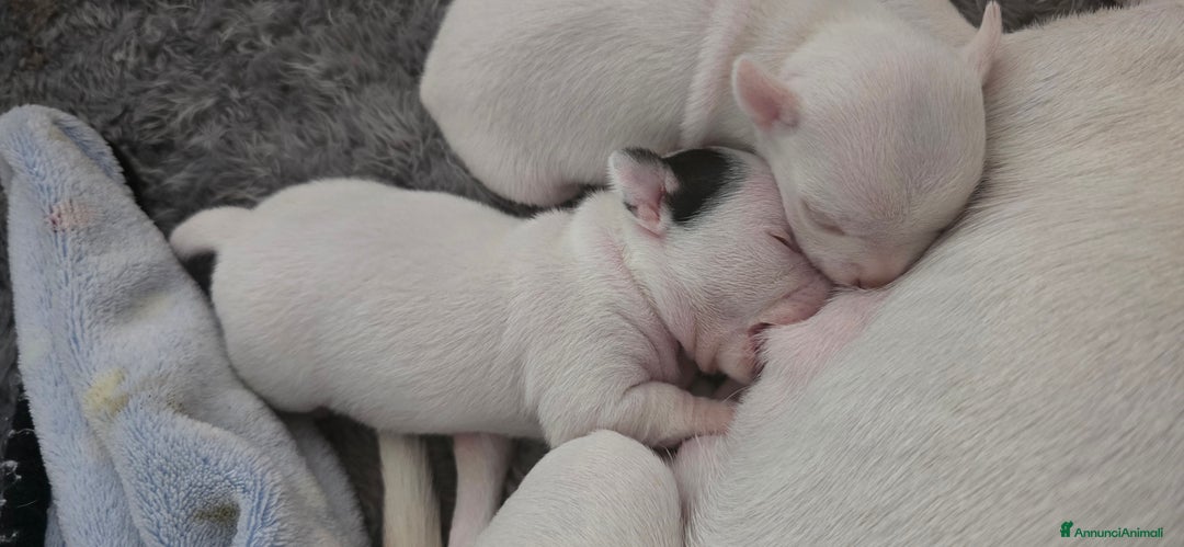 Chihuahua cani in vendita: Cuccioli di chihuahua - Annuncio 9