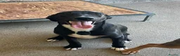 Meticcio cani in regalo: Harry  - Annuncio 1