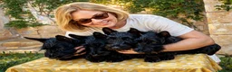 Scottish Terrier cani in vendita: Scottish terrier cuccioli - Annuncio 2