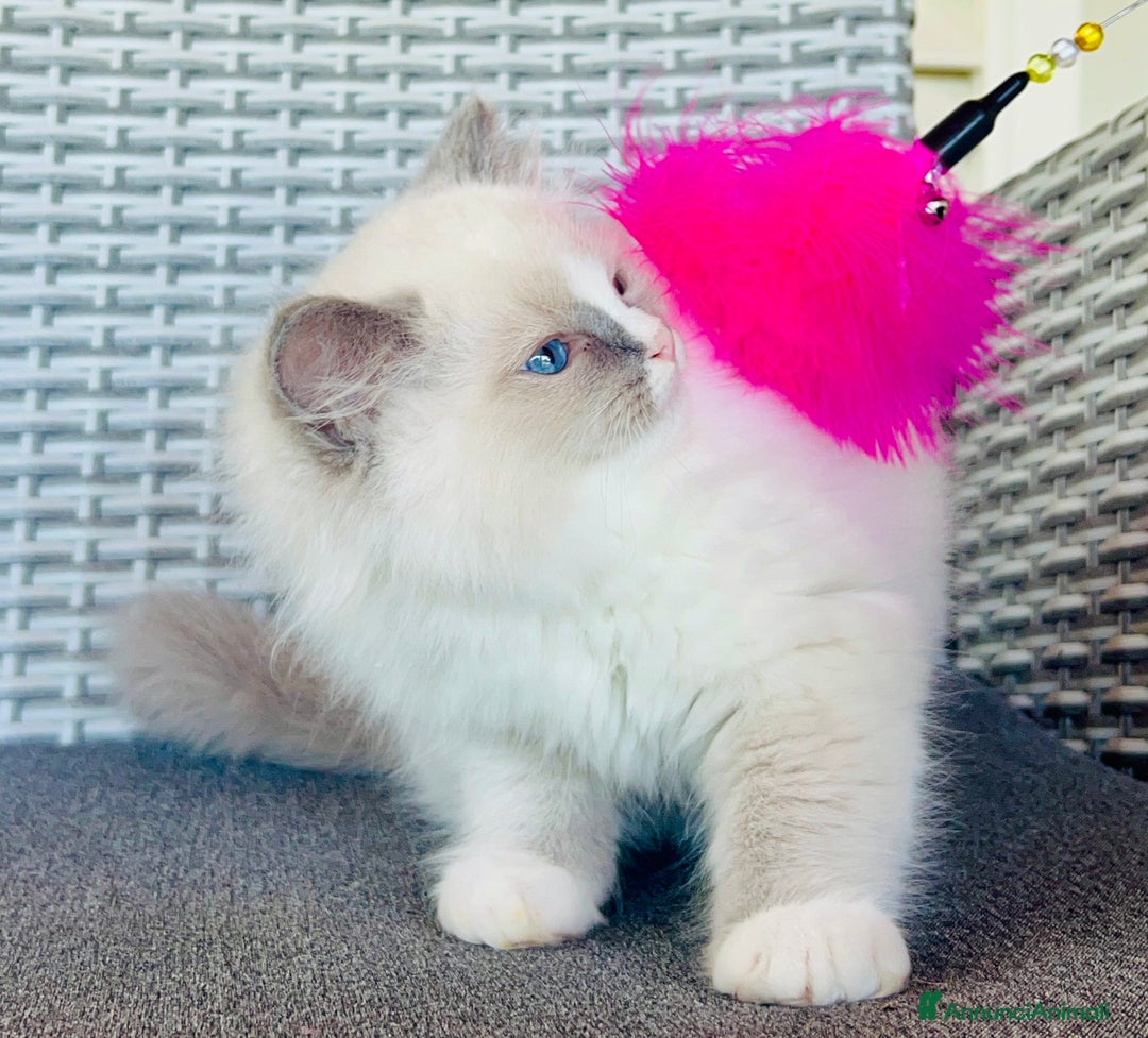 Ragdoll gatti in vendita: Gattino Ragdoll pura razza pedigree qualità show a Provincia di Parma - Immagine 5