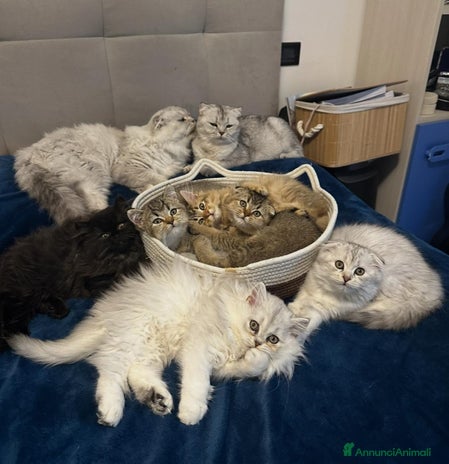 Scottish gatti - Annuncio 2