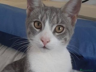 Europeo gatti Dolce micino da adottare, DENNY! - Annuncio 3