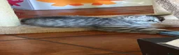 Scottish gatti in vendita: Gattina schottish bianca tigrata grigia  - Annuncio 1